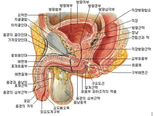 남자만의 고통 전립선염 과 전립선비대증