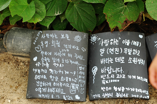 바다가그리운나무 이미지