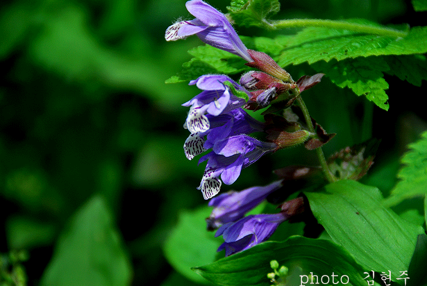4839a9d718f2d&filename=DSC_3493whj.gif