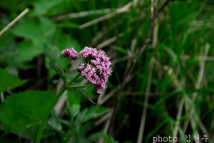 4839a9fa5d3c5&filename=DSC_3535whj.gif