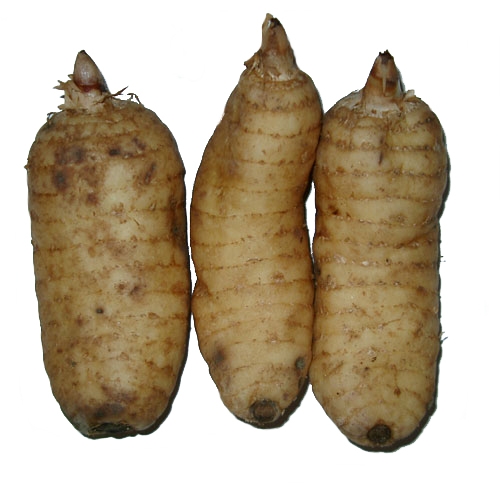천마 이미지