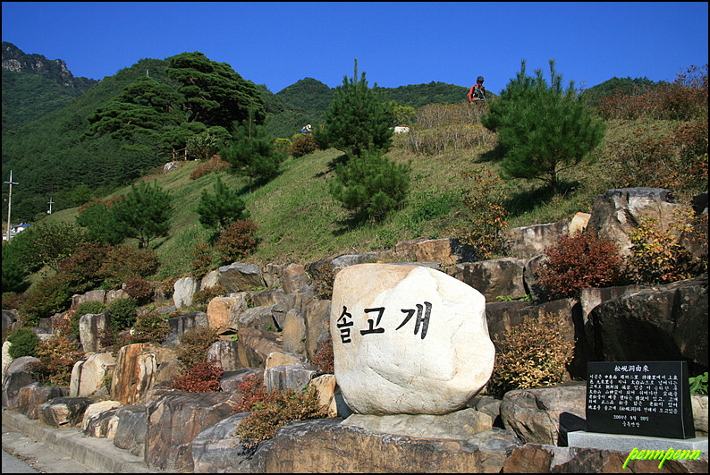 소나무송 이미지