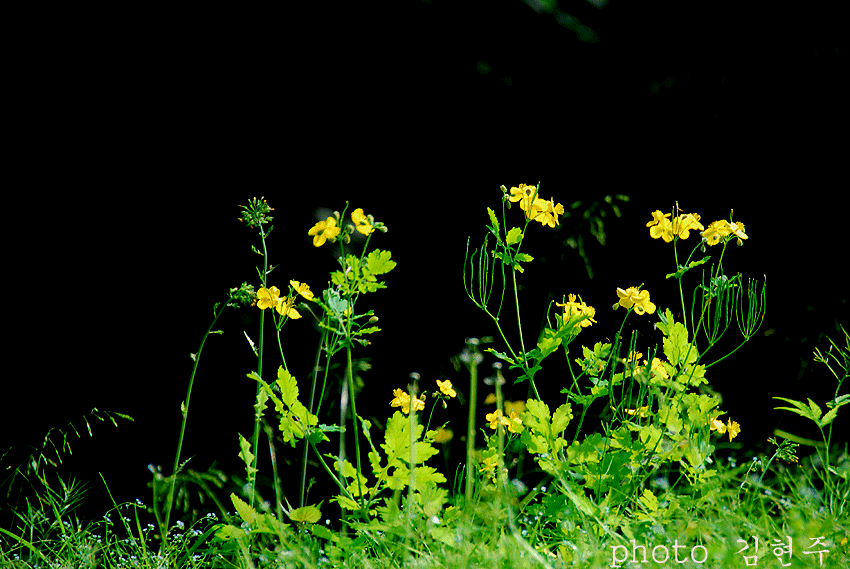 4839aa3a40a0b&filename=DSC_3618whj.gif